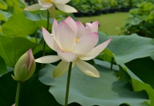 夏の訪れ宇治・三室戸寺で蓮観賞