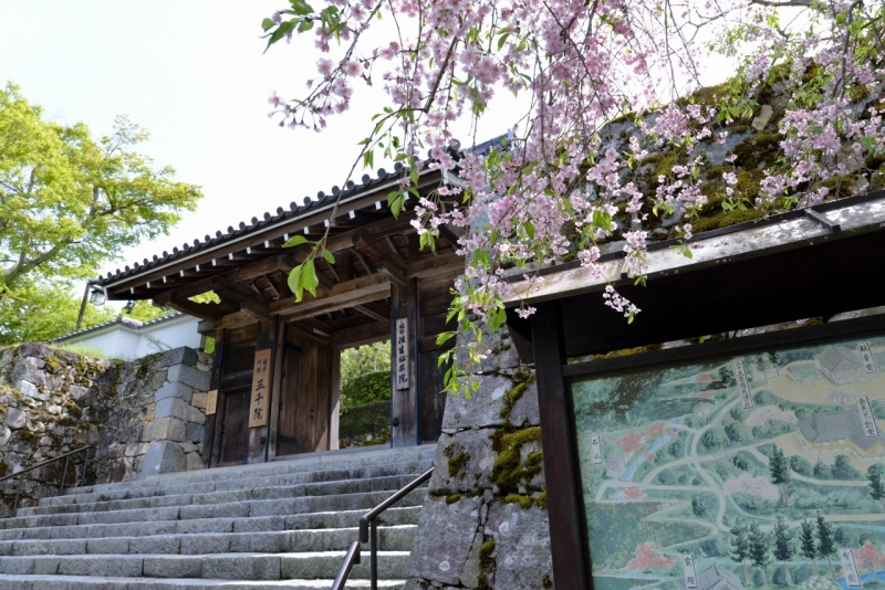 名曲女ひとりの歌詞で有名な【京都大原三千院】を女ひとり散歩