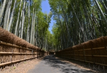 穴場なインスタ映えスポット 向日市【竹の径】