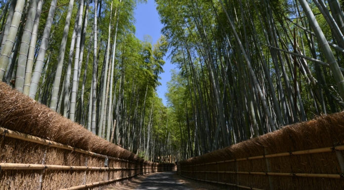 穴場なインスタ映えスポット 向日市【竹の径】