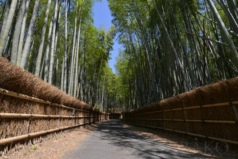 穴場なインスタ映えスポット 向日市【竹の径】