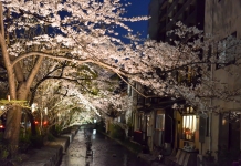 桜満開!円山公園と木屋町通の夜桜