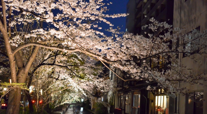 桜満開!円山公園と木屋町通の夜桜