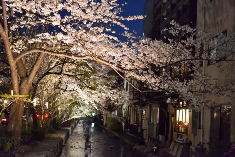 桜満開!円山公園と木屋町通の夜桜